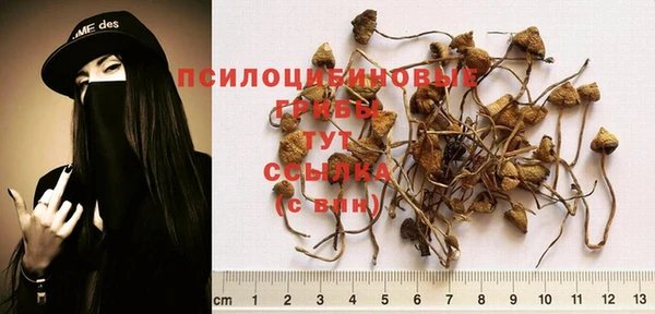 трава Корсаков