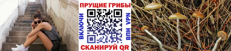 Галлюциногенные грибы Magic Shrooms  Купить  Чаплыгин 